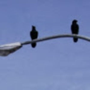 Meet your Posher, Patrick